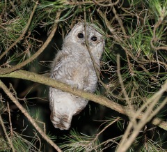 Tawny Owl, Cockley Cley 1st July