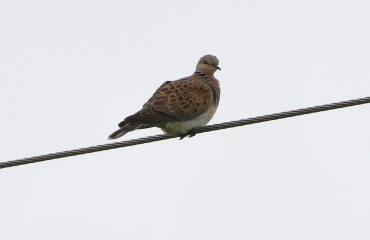 Turtle Dove, Marham 29th June