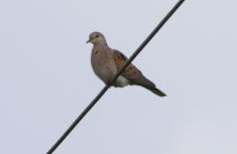 Turtle Dove, Marham 15th July