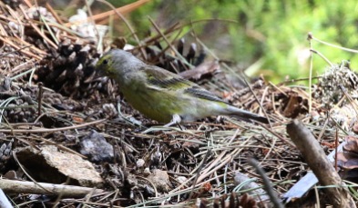 Corsican Citril Finch