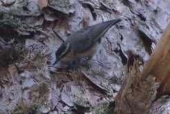 Corsican Nuthatch
