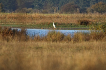 Great White Egret, Larksheath Mere, 5th November