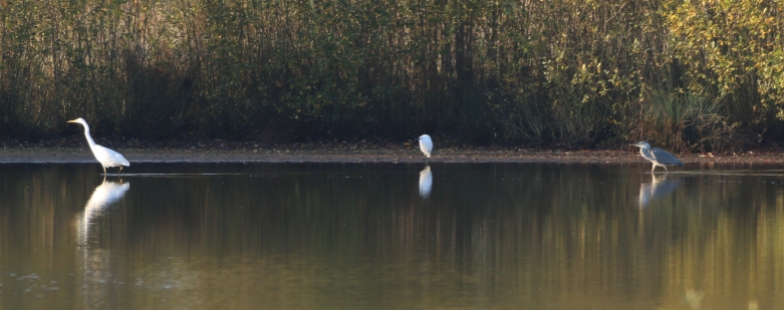 Great White Egret, Larksheath Mere, 5th November
