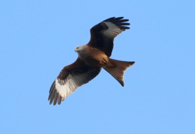 Red Kite, Cockley Cley 26th November