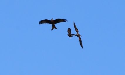 Red Kites and a Buzzard, Cockley Cley, 26th November