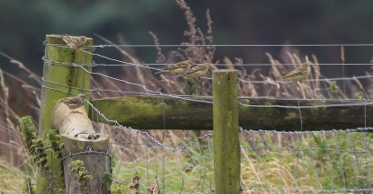 Meadow Pipit, Hilbrough Estate, 7th October