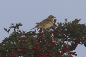 Meadow Pipit, Cockley Cley 17th September