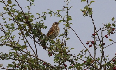 Redwing, Hilbrough Estate, 7th October