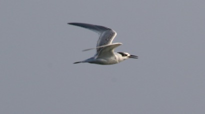 Sandwich Tern, Salthouse 24th September