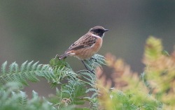 Stonechat, Hilbrough Estate, 7th October