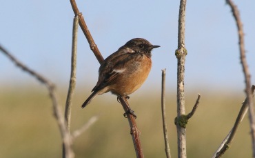 Stonechat, Salthouse 24th September