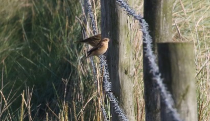 Whinchat, Salthouse 24th September