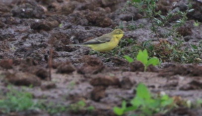 Yellow Wagtail, Wissington 9th September