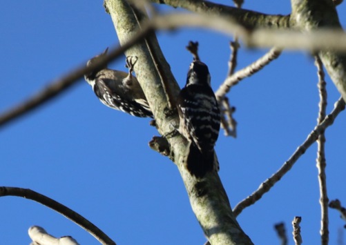 Lesser-spotted Woodpecker both first year females 18th February