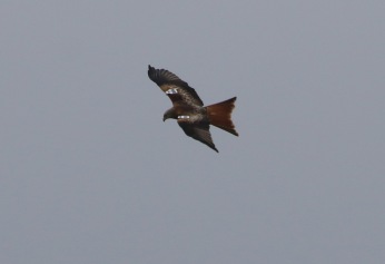 Red Kite, Cockley Cley, 6th March