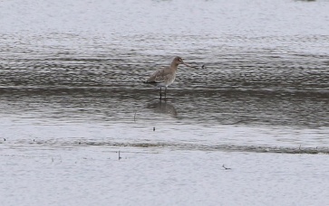 Black-tailed Godwit, Nar Valley Fisheries 6th March