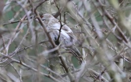 Coues's Arctic Redpoll, Cockley Cley 21st March