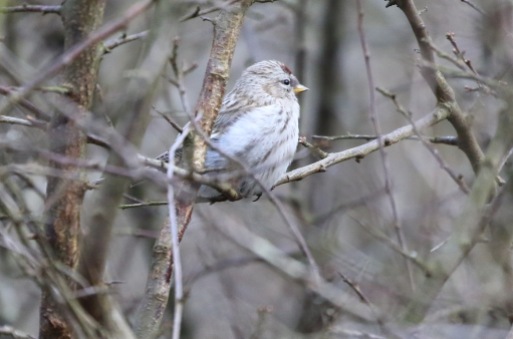 Coues's Arctic Redpoll, Cockley Cley 21st March