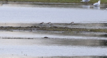 Dunlin, Nar Valley Fisheries 6th March