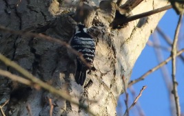 Lesser-spotted Woodpecker, Santon Downham, 26th March