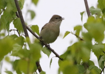 Garden Warbler, Didlington, 28th April