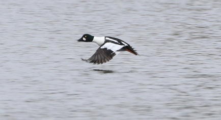 Goldeneye, Nar Valley Fisheries 6th March