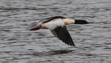 Goosander, Nar Valley Fisheries, 13th January
