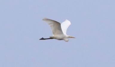 Great White Egret, Nar Valley Fisheries, 13th January