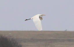 Great White Egret, Nar Valley Fisheries, 13th January