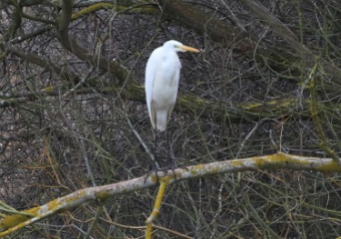 Great-white Egret Nar Valley Fisheries 6th March