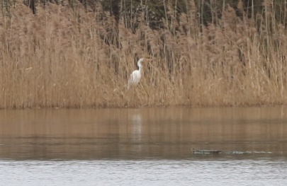 Great-white Egret Nar Valley Fisheries 6th March 2nd bird