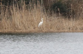 Great-white Egret Nar Valley Fisheries 6th March 3rd bird