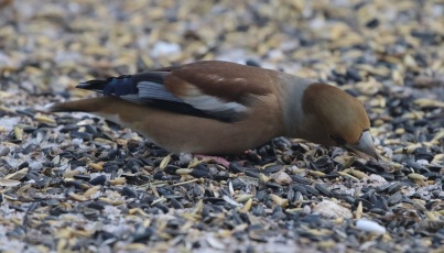 Hawfinch, female 2nd March
