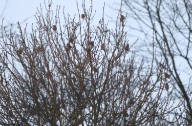 Hawfinch, West Tofts, 10th February