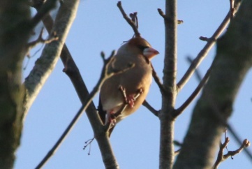 Hawfinch, Great Massingham 25th January