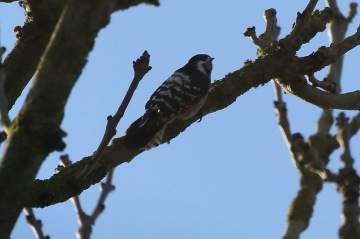 Lesser-spotted Woodpecker female 18th February