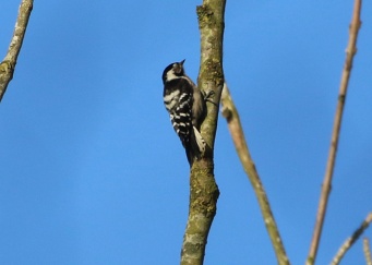 Lesser-spotted Woodpecker adult female 18th February