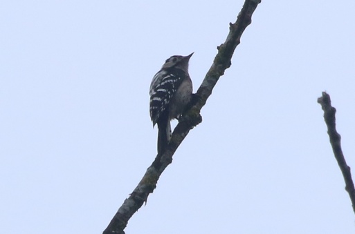 Lesser-spotted Woodpecker 25th March
