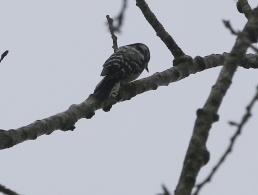 Lesser-spotted Woodpecker, 25th March