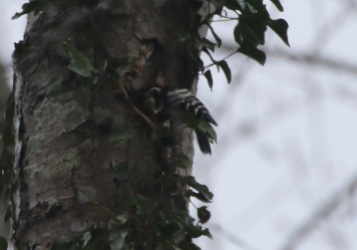 Lesser-spotted Woodpecker, 27th March