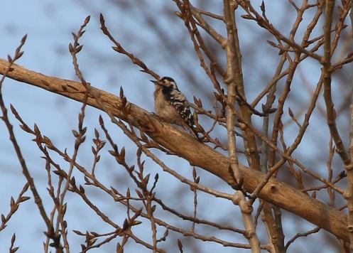 Lesser-spotted Woodpecker 6th April