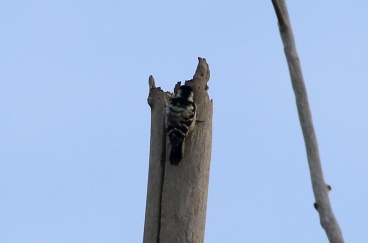 female Lesser-spotted Woodpecker, 10th February