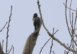 female Lesser-spotted Woodpecker, 10th February