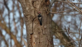 Lesser-spotted Woodpecker 6th April