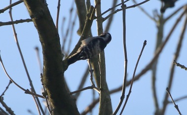 Lesser-spotted Woodpecker, male 25th February