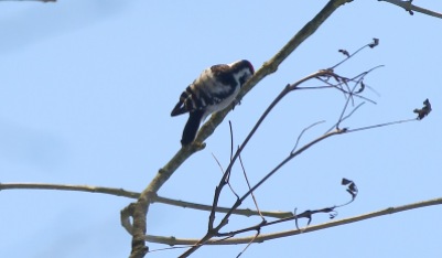 Lesser-spotted Woodpecker, male 25th February