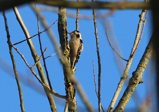 Lesser-spotted Woodpecker, Santon Downham, 24th February