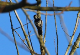 Lesser-spotted Woodpecker, Santon Downham, 24th February