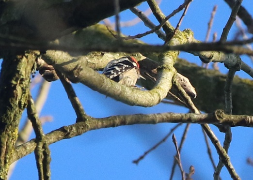 Lesser-spotted Woodpecker, Santon Downham, 26th March
