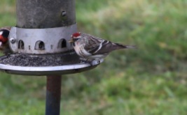 Mealy Redpoll, Cockley Cley 26th March